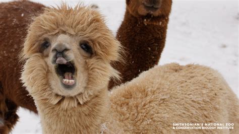 Free Zoom Backgrounds | Smithsonian's National Zoo