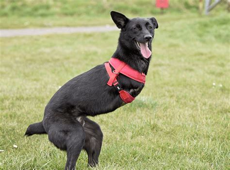 Video of Roo, the two-legged dog who learnt to hop on his back legs is heart-warming | Metro News