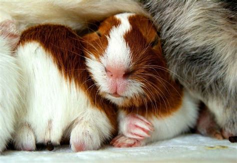 Sleeping Guinea Pig - Desi Comments