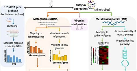 Metagenomics and Metatranscriptomics Bioinformatics Analysis — Teletype