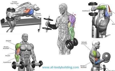 Top 4 Dumbbell Exercises For Arms ~ multiple fitness