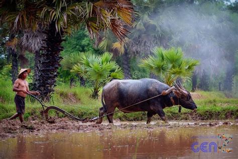 Bộ Sưu Tập Hình Ảnh Con Trâu Đi Cày Ruộng Đẹp Và Ý Nghĩa