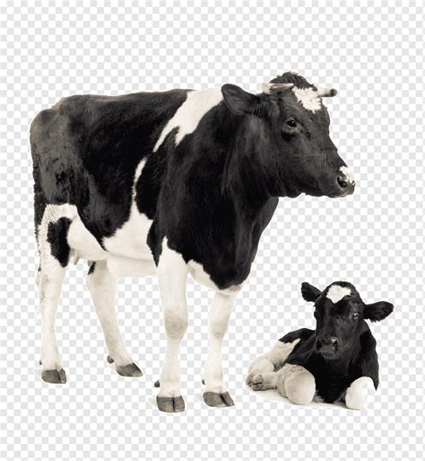 Anak sapi, hewan, biologis, sapi perah png | PNGWing