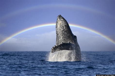 Humpback Whales Return To Hawaii, Do Their Best To Outshine The President | HuffPost Impact