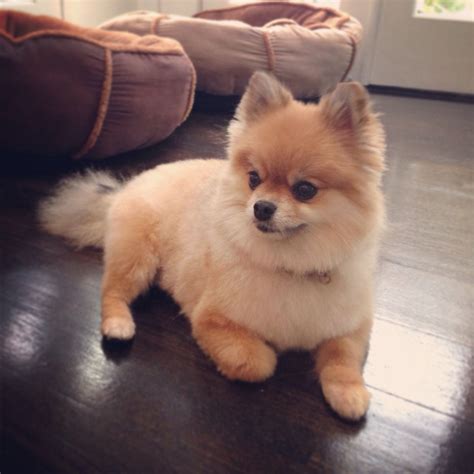 Pin de Kathryn Roberts en || pets. ♡ | Perros pomerania, Perros, Perros bonitos