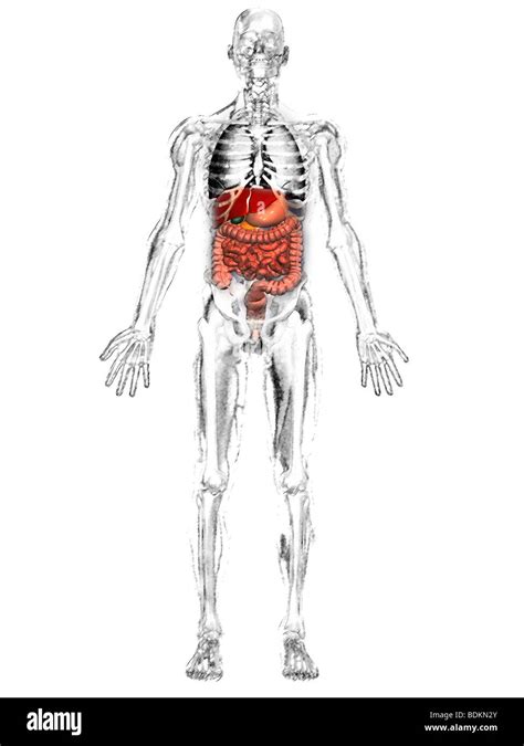 human anatomical illustration of an adult man, showing the skeleton, lungs, liver, gallbladder ...