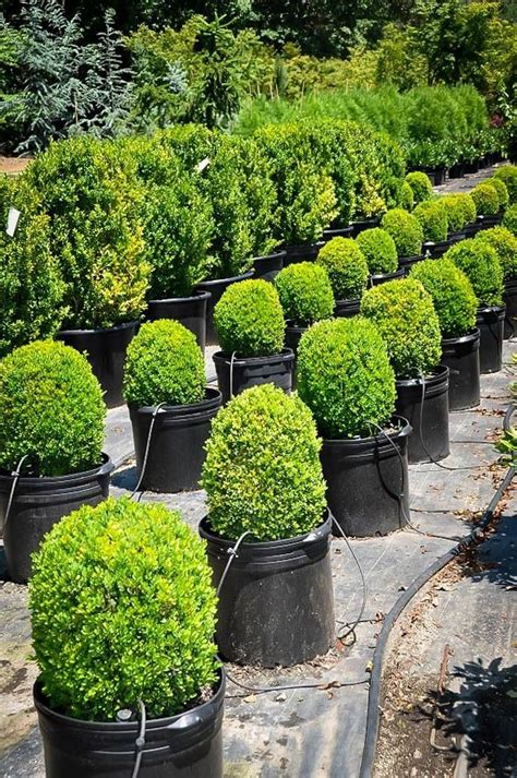 English Boxwood | Boxwood landscaping, Backyard landscaping, Front yard landscaping