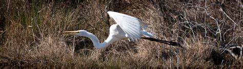 Aransas National Wildlife Refuge - Tim & Shannon L.T.D.