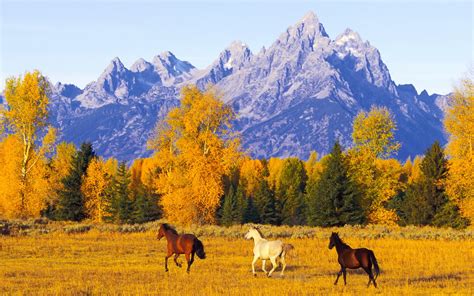 Download Fall Animal Horse HD Wallpaper
