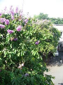 Philippine Native Forest Trees: Amidst the Banaba trees in bloom.