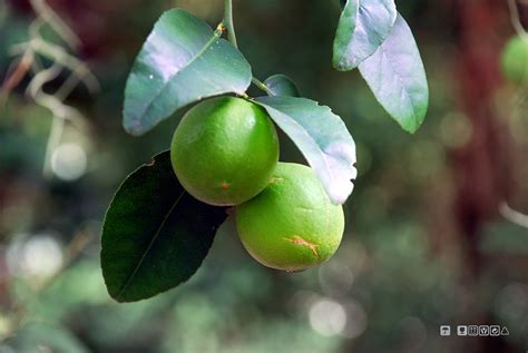 Lime | Wild lime. Sarasota Jungle Gardens. | DeusXFlorida (11,059,330 views) - thanks guys! | Flickr
