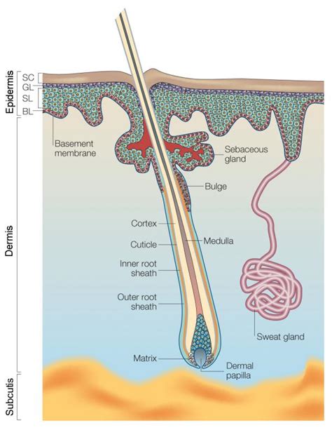 Skin stem cells: where do they live and what can they do? | Eurostemcell