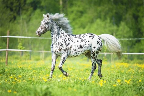 How did the Appaloosa horse get to North America?