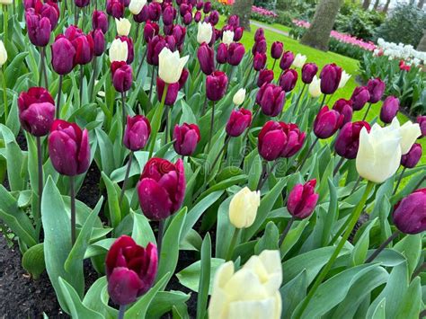 Tulip Parade Keukenhof Holland 2023 Stock Image - Image of poppy ...