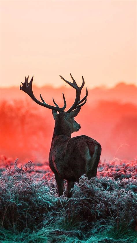 Aggregate 80+ deer wallpaper super hot - in.coedo.com.vn