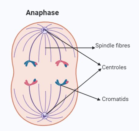 Mitosis Anaphase Diagram