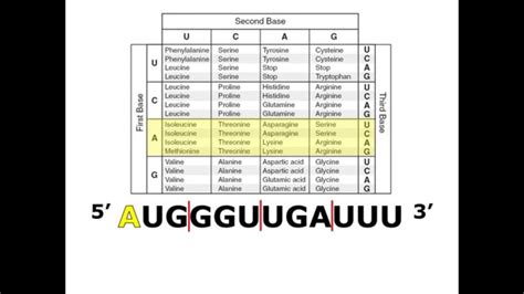 Dna Translation Chart