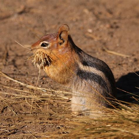 Animals - Crater Lake National Park (U.S. National Park Service)