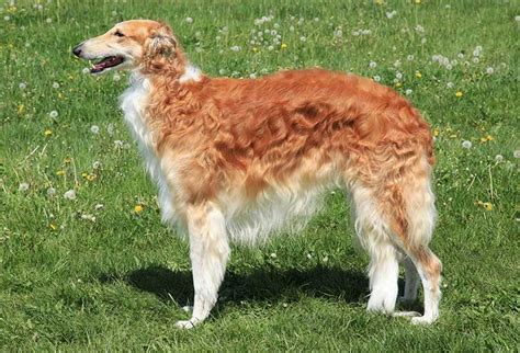 Borzoi Dog Breed Profile - Your Dog