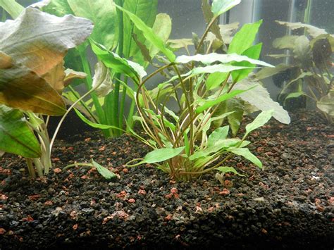 Cryptocoryne Parva - Acuario Adictos