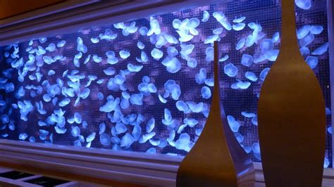 Moon Jellyfish Aquarium - 마카오 - Moon Jellyfish Aquarium의 리뷰 - 트립어드바이저