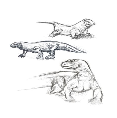 Komodo Dragon sketches by DU57Y on DeviantArt