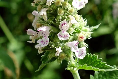 Nepeta cataria - Wildflowers of the National Capital Region