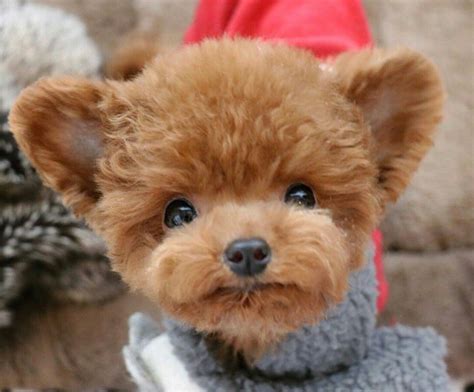 Adorable Toy Poodle | Cute baby animals, Cute dogs, Cute dogs and puppies