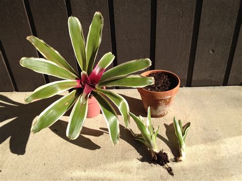 How to propagate bromeliads