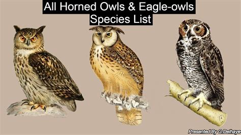 All Eagle-owl & Horned Owl Species (Genus Bubo) - All Owl Species Part.10 - Species List - YouTube