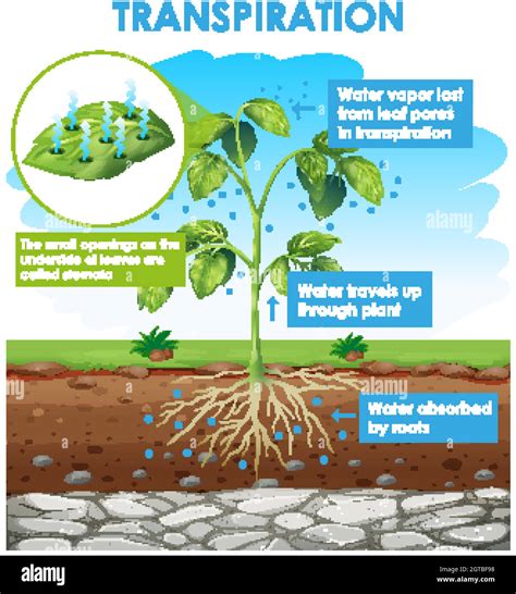 Diagram showing transpiration in plant Stock Vector Image & Art - Alamy