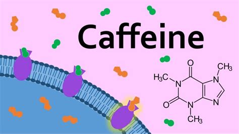 adenosine and caffeine – Steep Stories