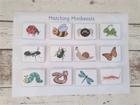 Minibeast Matching Activity Game for Toddlers Early Years - Etsy UK