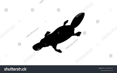 Platypus Silhouette High Quality Vector Stock Vector (Royalty Free ...