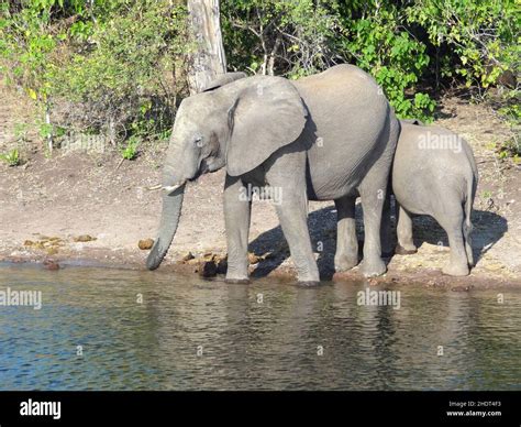 elephant, waterhole, elephants, waterholes Stock Photo - Alamy