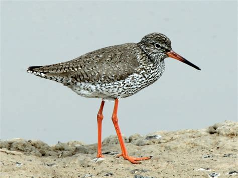 Common Redshank - eBird