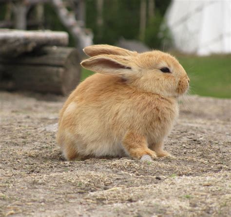 File:Bunny in zoo.jpg - Wikimedia Commons