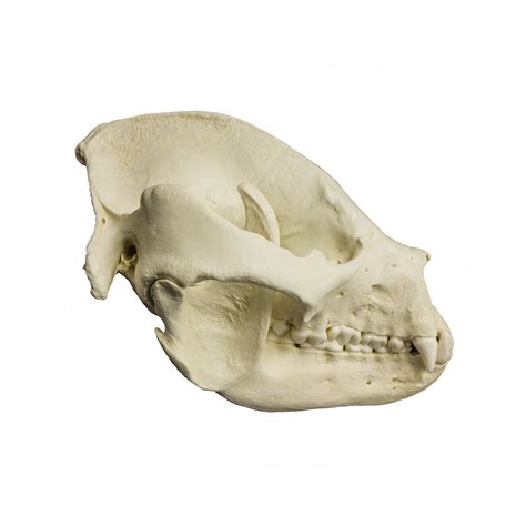 Replica Giant Panda Skull For Sale – Skulls Unlimited International, Inc.