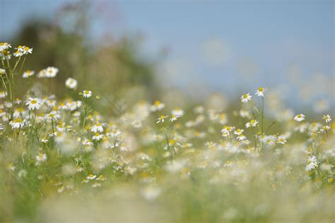 nature, Flowers, Grass, Lawns Wallpapers HD / Desktop and Mobile ...