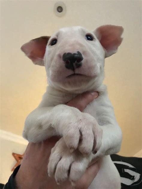 English Bull Terrier Puppies | in Abbots Langley, Hertfordshire | Gumtree