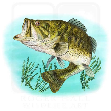 Largemouth Bass - Signed Fine Art Print - inkart