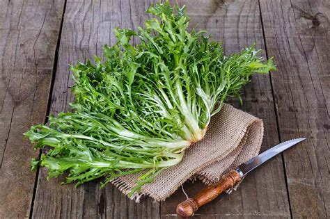 How to Grow Endive (Cichorium Endivia) | Gardener’s Path