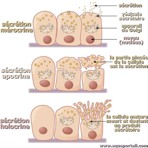 Histologie Des Glandes Sudoripares