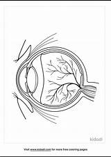 Eye Anatomy Coloring Labeling Structure Human Vision Worksheet  sketch template
