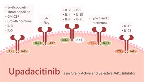 Upadacitinib is an Orally Active and Selective JAK1 Inhibitor - Immune ...