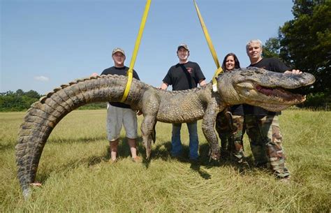 US alligator hunters break record for biggest beast ever caught – three times in a week | The ...