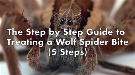 Wolf Spider Bite Stages