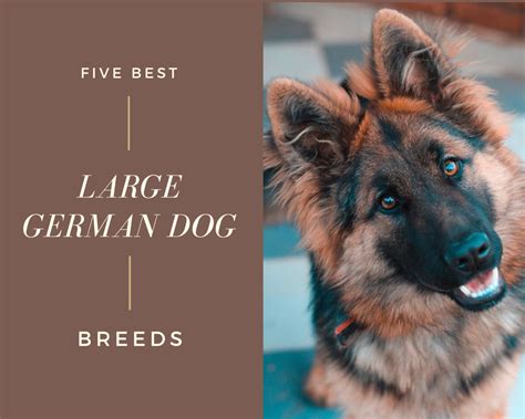 The 5 Best Large German Dog Breeds - PetHelpful