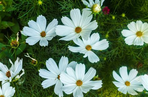 Beautiful White Cosmos Flower in the Garden. for a Background Stock ...