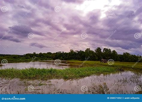 Sunset on savana stock photo. Image of marsh, shore - 208571052